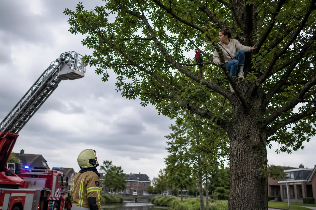 Vrouw vast in boom na poging papegaai te redden in Drachten